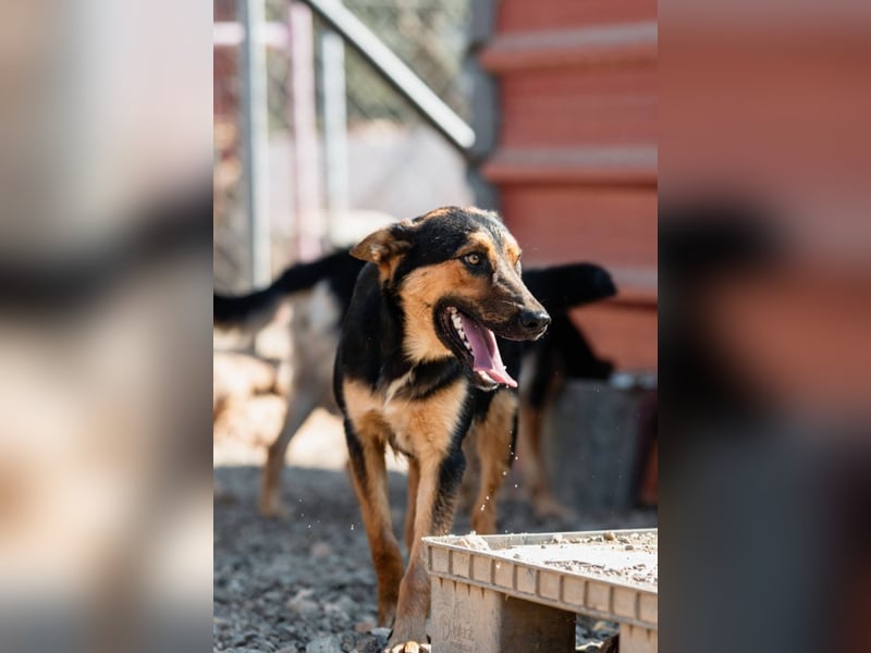 Junger SchäferhundMix KOOS sucht sein Zuhause