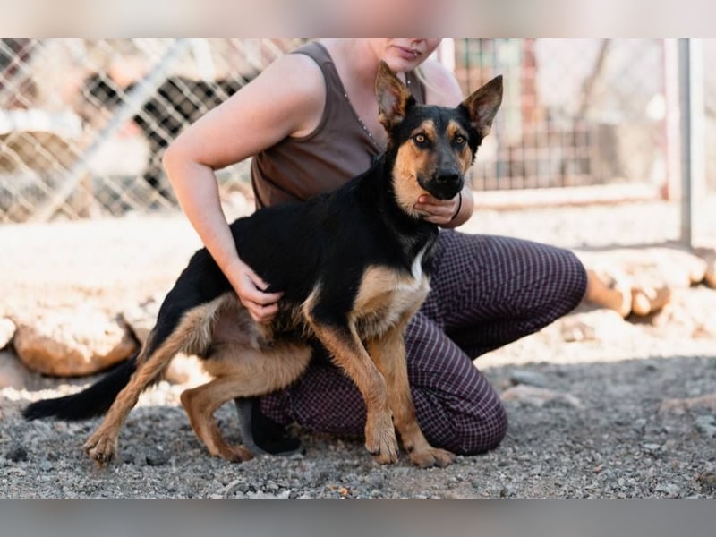 Junger SchäferhundMix KOOS sucht sein Zuhause