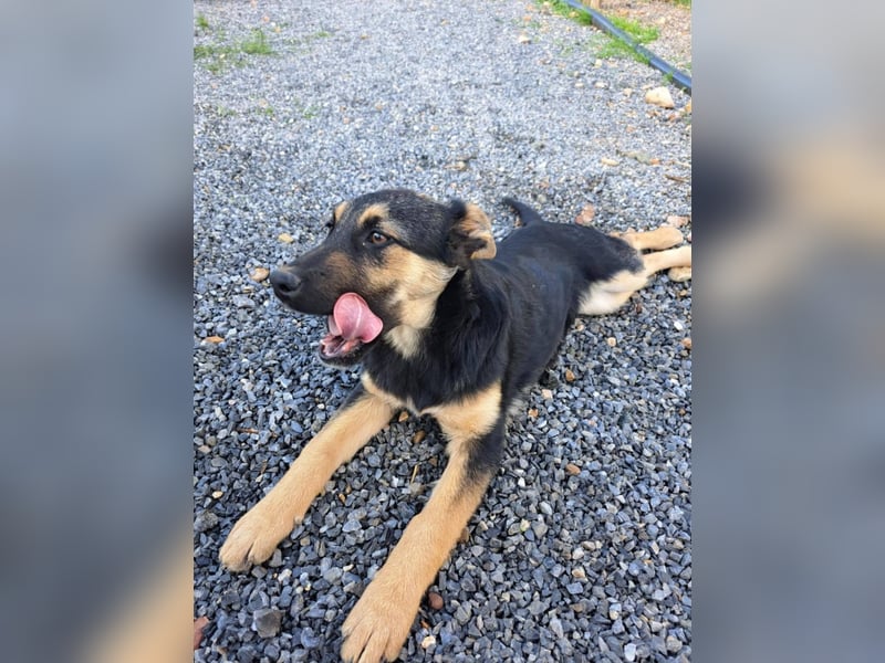 Junger SchäferhundMix KOOS sucht sein Zuhause