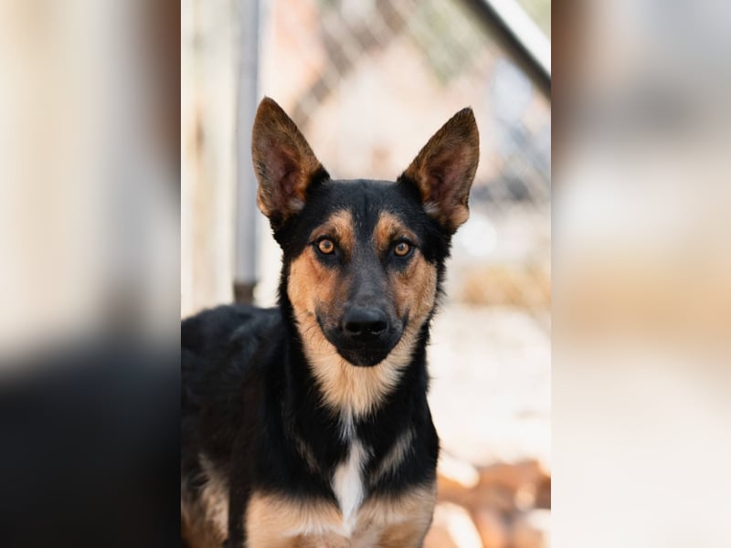 Junger SchäferhundMix KOOS sucht sein Zuhause