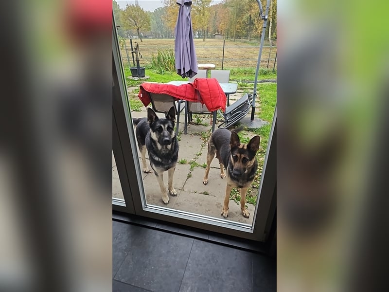 Osteuropäische Schäferhund Welpen