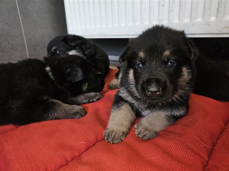 Osteuropäische Schäferhund Welpen