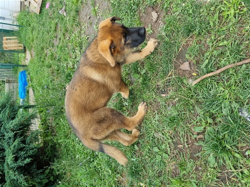 Schäferhund "Sparky"