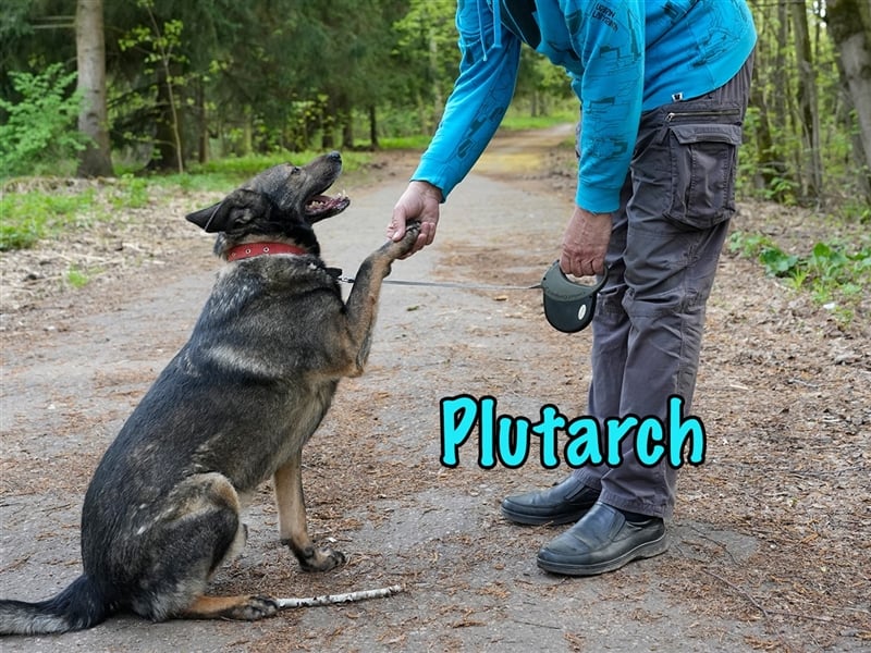 Plutarch 10/2016 - ausgeglichen, treu und super sozialisiert, ein rundum idealer Hund!