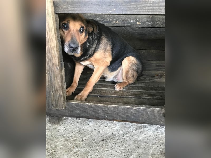 Corcky, zurückhaltend etwas ängstlich sucht Gnadenplatz