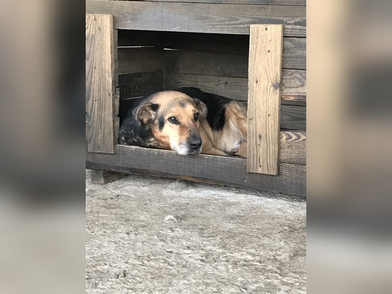 Corcky, zurückhaltend etwas ängstlich sucht Gnadenplatz