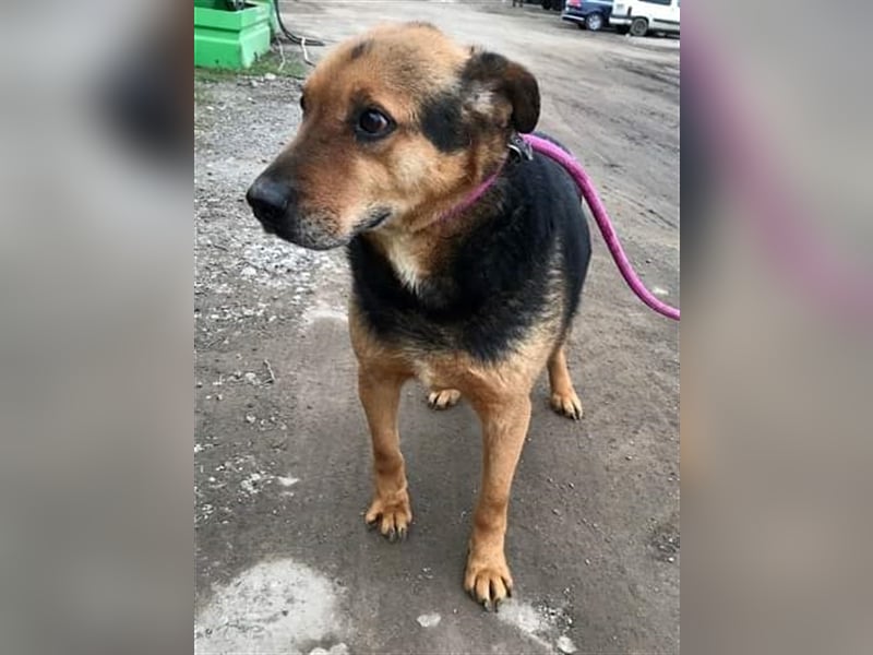 Corcky, zurückhaltend etwas ängstlich sucht Gnadenplatz