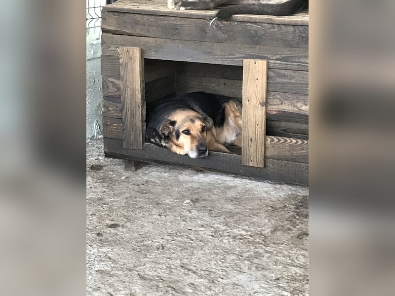 Corcky, zurückhaltend etwas ängstlich sucht Gnadenplatz