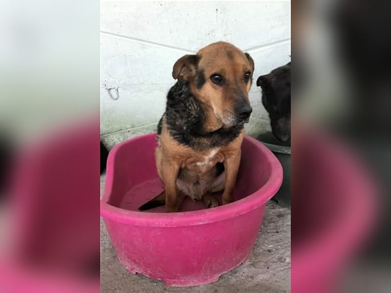 Corcky, zurückhaltend etwas ängstlich sucht Gnadenplatz