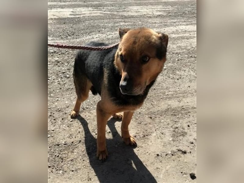Corcky, zurückhaltend etwas ängstlich sucht Gnadenplatz