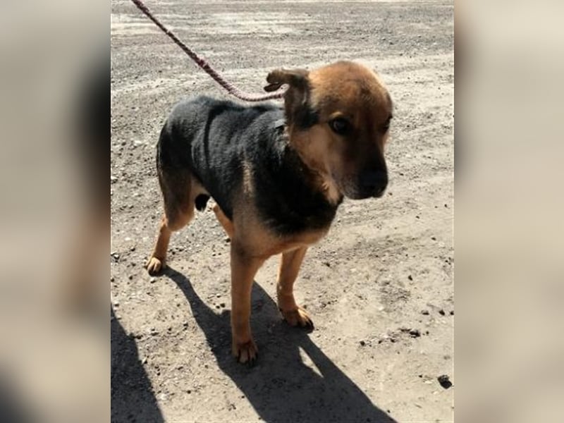 Corcky, zurückhaltend etwas ängstlich sucht Gnadenplatz