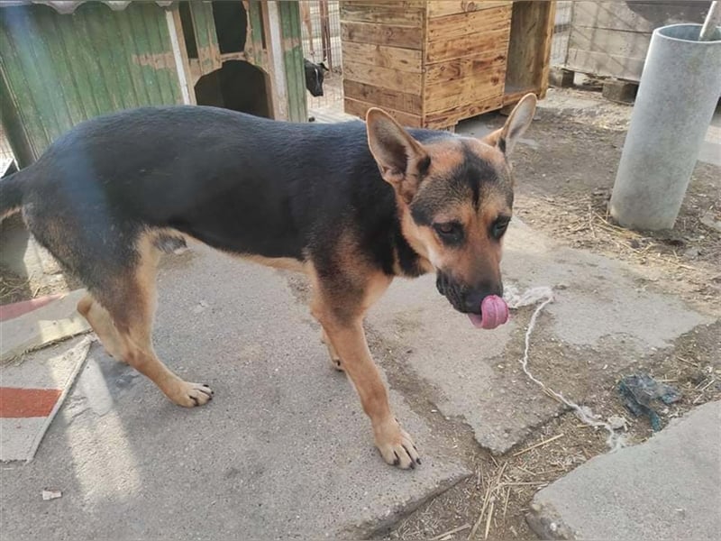 ZENO, scheuer Schäferhundmischling sucht Familie