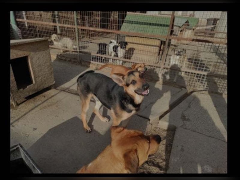 ZENO, scheuer Schäferhundmischling sucht Familie