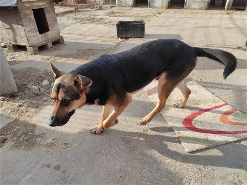 ZENO, scheuer Schäferhundmischling sucht Familie