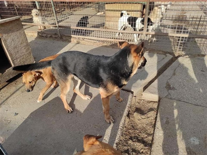 ZENO, scheuer Schäferhundmischling sucht Familie