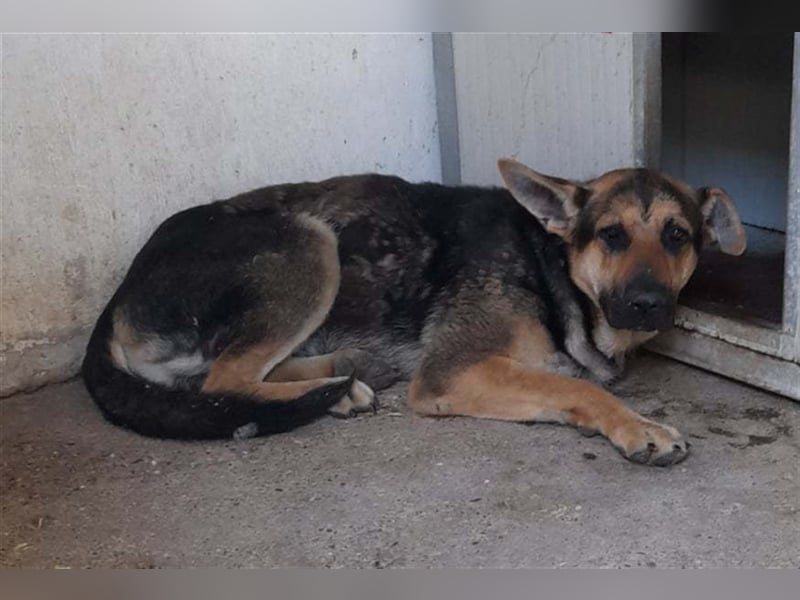 ZENO, scheuer Schäferhundmischling sucht Familie