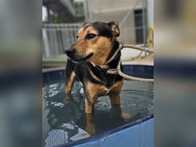 Lenny (Spanien) - Wasserratte braucht Pool-Für-Immer