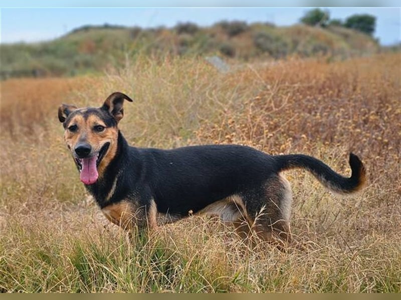 Lenny (Spanien) - Wasserratte braucht Pool-Für-Immer