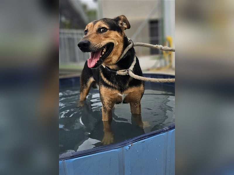 Lenny (Spanien) - Wasserratte braucht Pool-Für-Immer