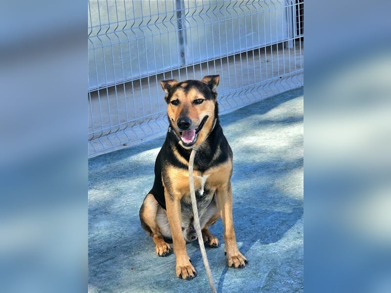 Lenny (Spanien) - Wasserratte braucht Pool-Für-Immer