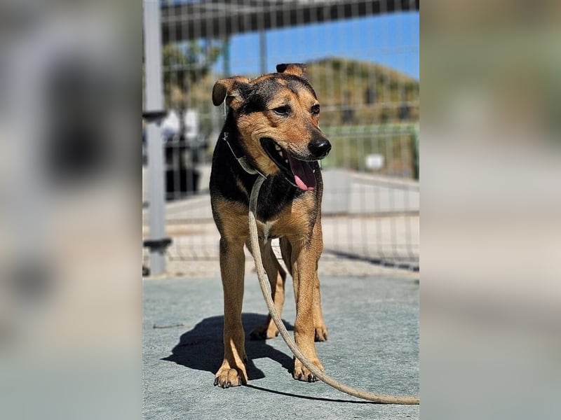 Lenny (Spanien) - Wasserratte braucht Pool-Für-Immer
