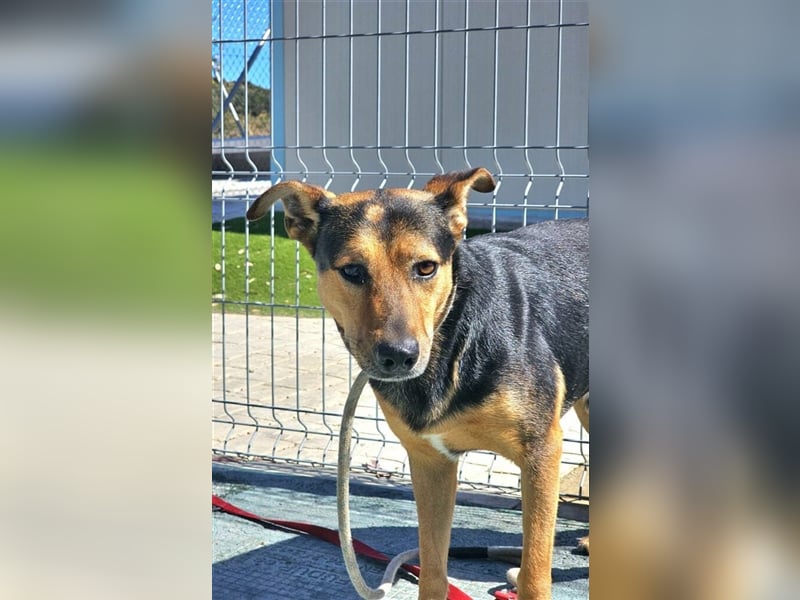 Lenny (Spanien) - Wasserratte braucht Pool-Für-Immer