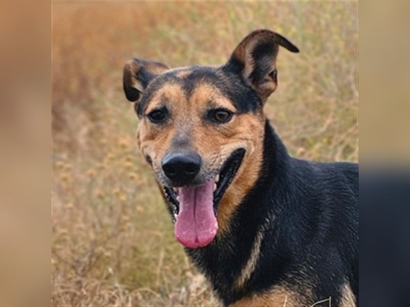 Lenny (Spanien) - Wasserratte braucht Pool-Für-Immer