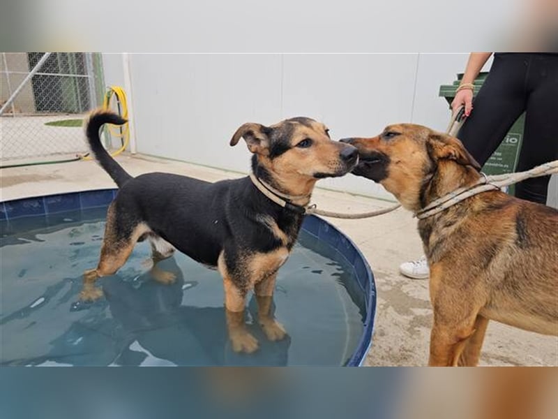 Lenny (Spanien) - Wasserratte braucht Pool-Für-Immer