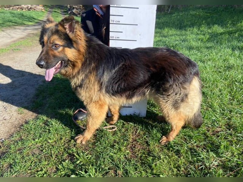 Tibo, Schäferhund Mischling