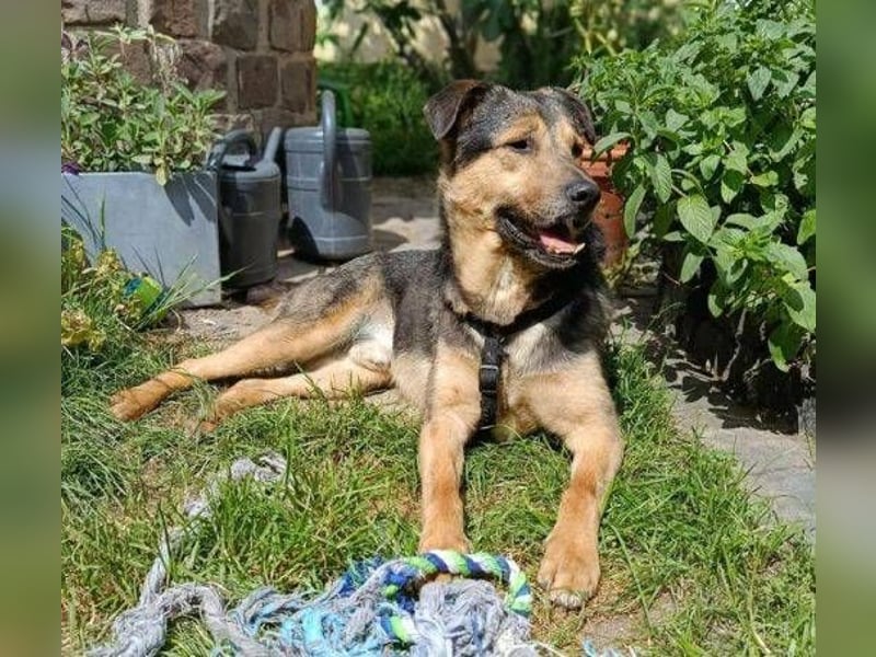 Beny, Schäferhund Mischling