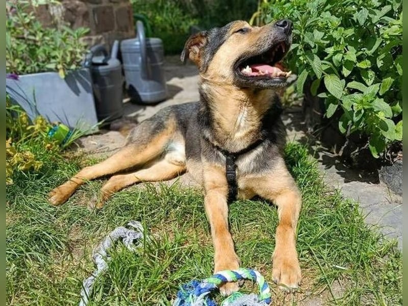 Beny, Schäferhund Mischling