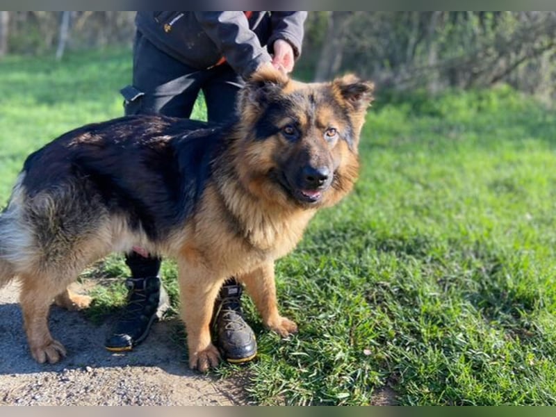 Tibo, Schäferhund Mischling
