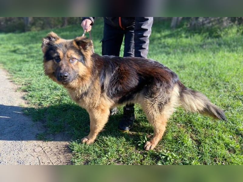 Tibo, Schäferhund Mischling