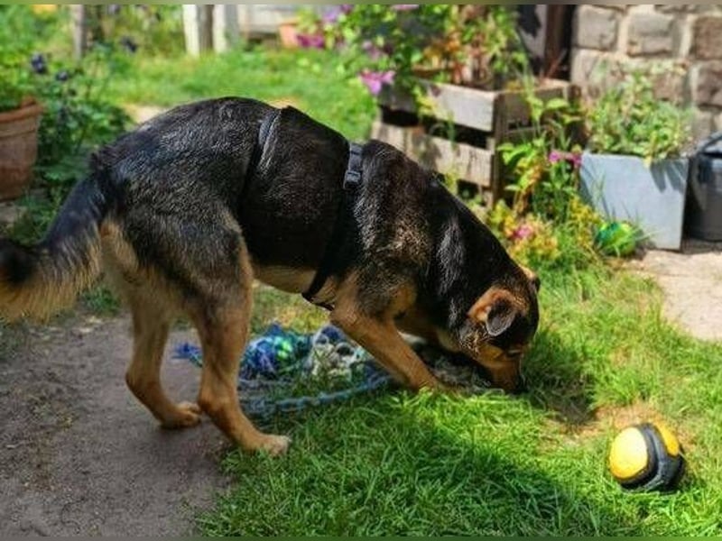 Beny, Schäferhund Mischling