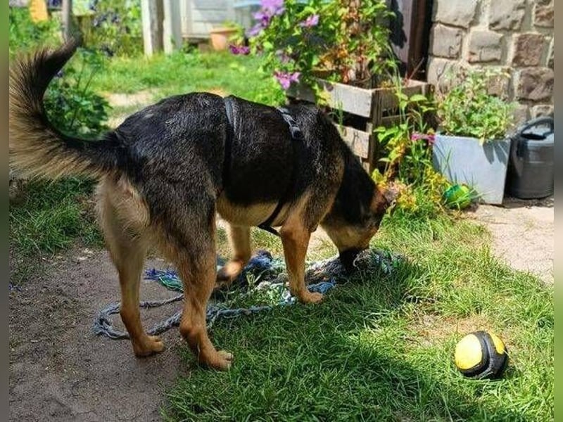 Beny, Schäferhund Mischling