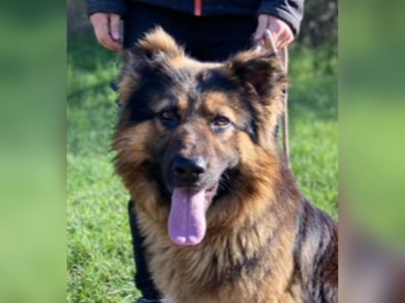 Tibo, Schäferhund Mischling
