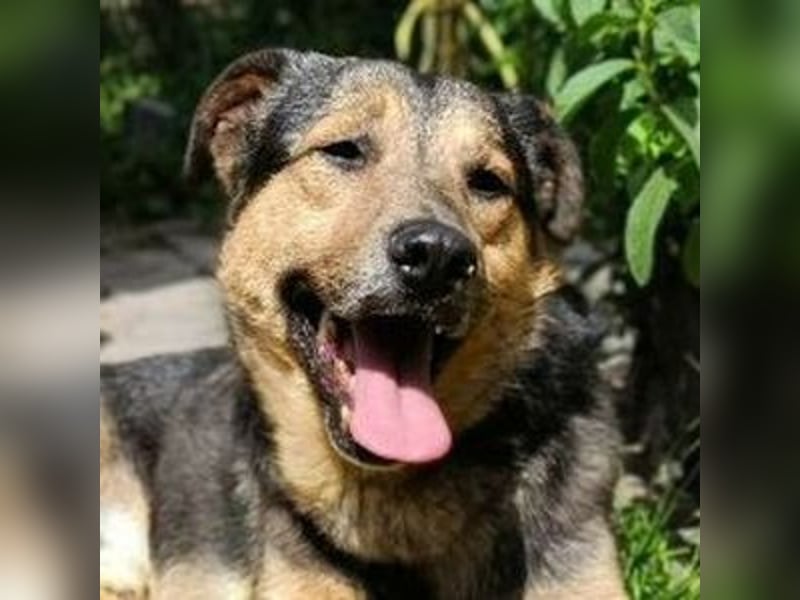 Beny, Schäferhund Mischling