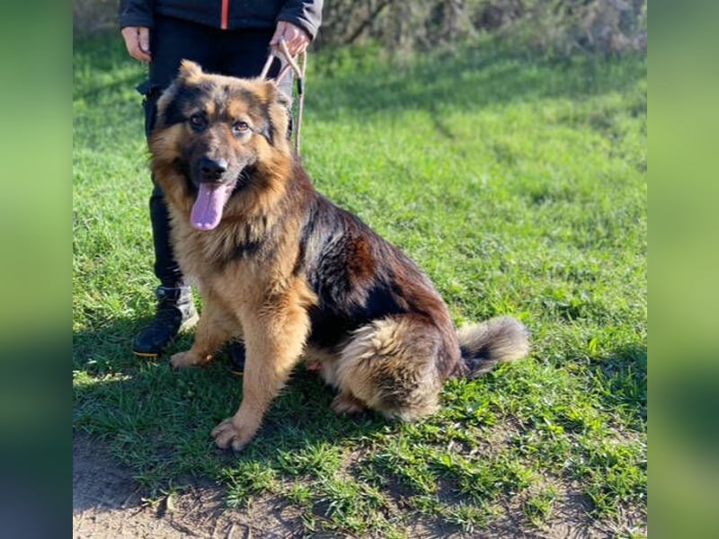 Tibo, Schäferhund Mischling