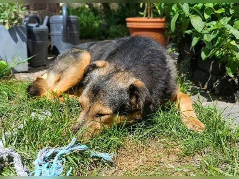 Beny, Schäferhund Mischling