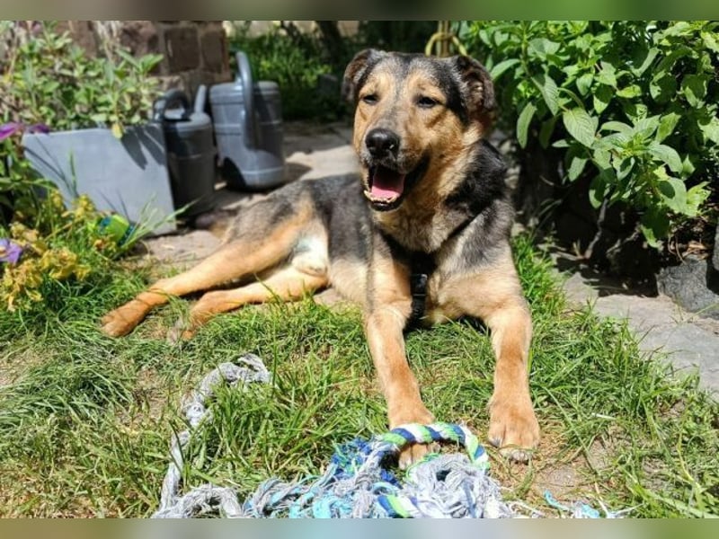Beny, Schäferhund Mischling