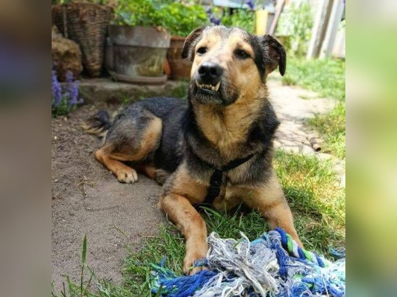 Beny, Schäferhund Mischling