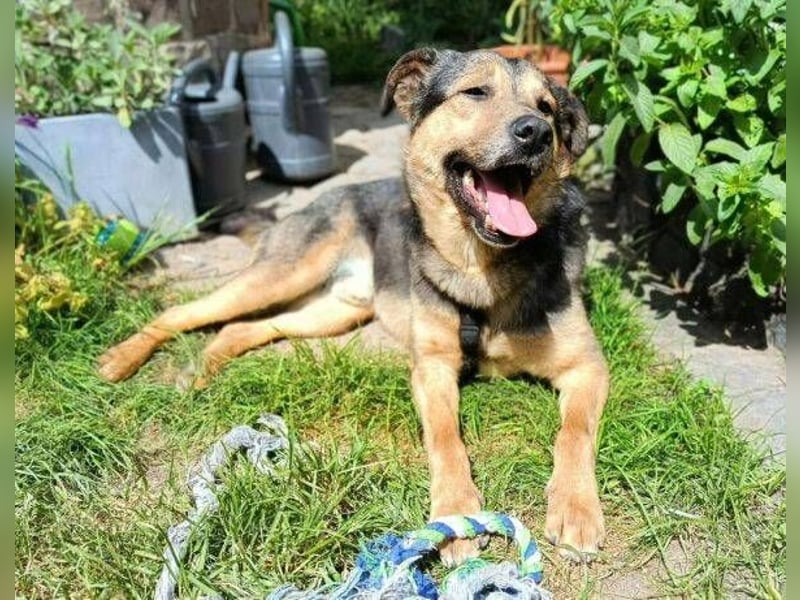 Beny, Schäferhund Mischling