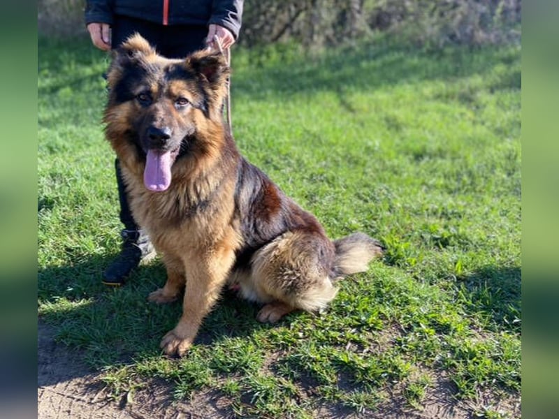 Tibo, Schäferhund Mischling