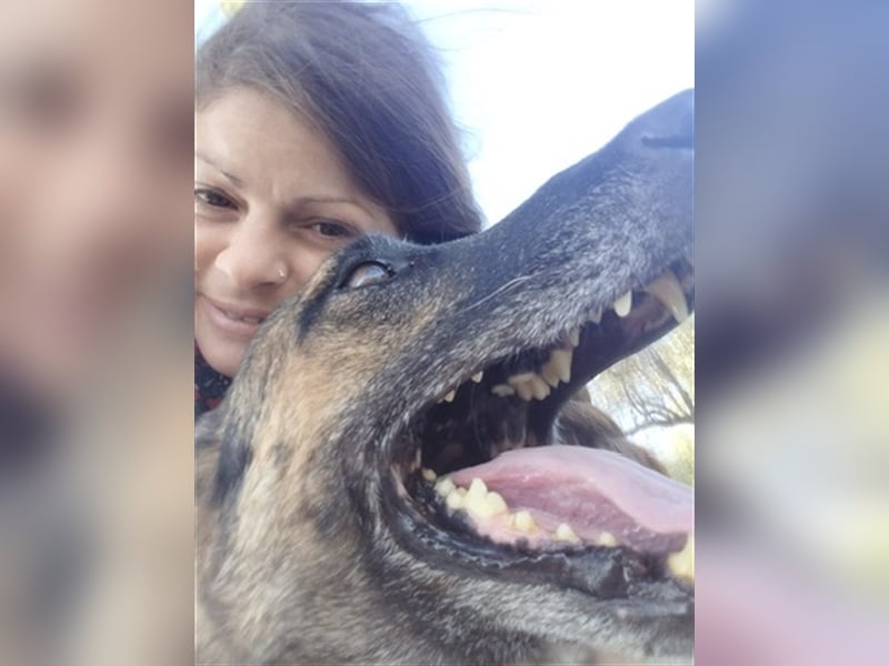 Schäferhund Mix MADDOX (4 Jahre) sucht eine Familie!