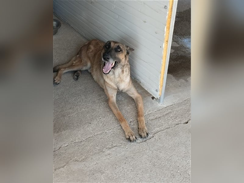 Schäferhund Mix MADDOX (4 Jahre) sucht eine Familie!