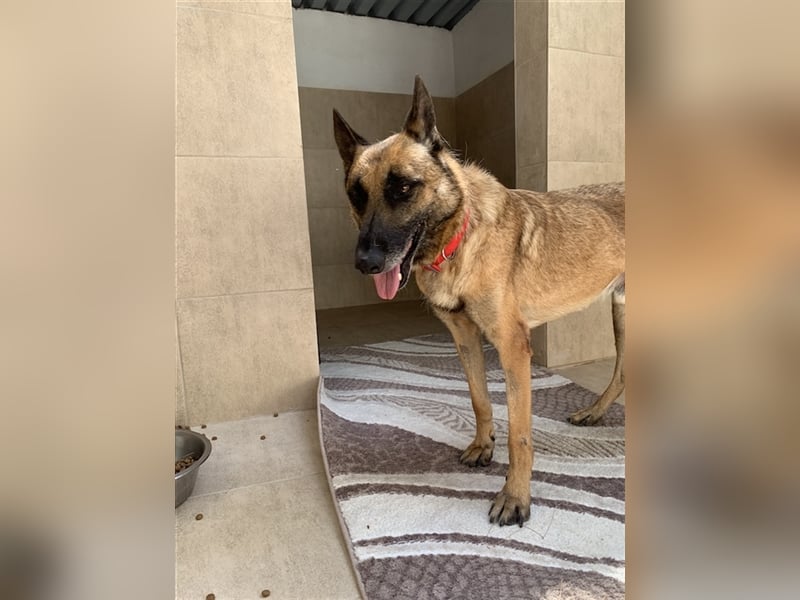 Schäferhund Mix MADDOX (4 Jahre) sucht eine Familie!