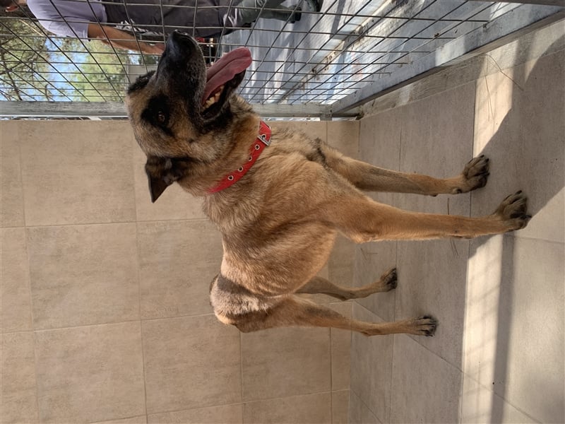 Schäferhund Mix MADDOX (4 Jahre) sucht eine Familie!