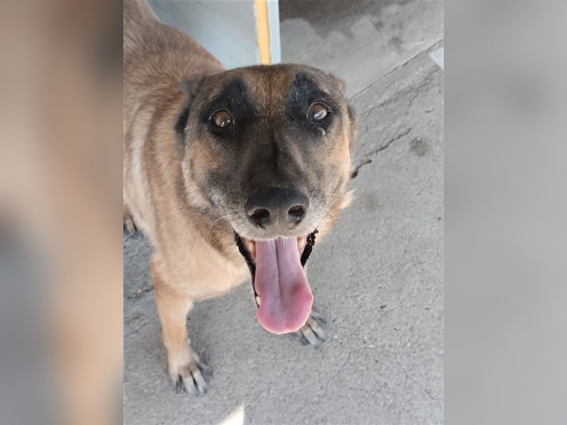 Schäferhund Mix MADDOX (4 Jahre) sucht eine Familie!