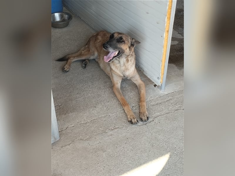 Schäferhund Mix MADDOX (4 Jahre) sucht eine Familie!