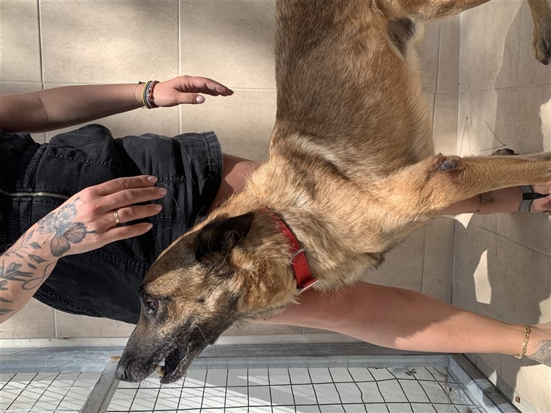 Schäferhund Mix MADDOX (4 Jahre) sucht eine Familie!